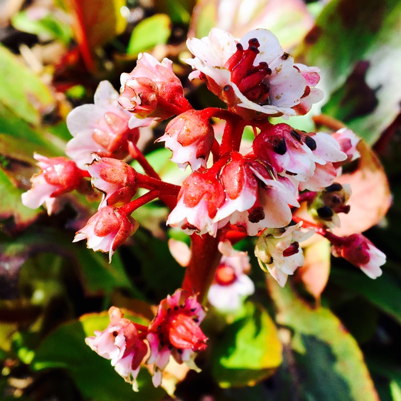 Plant image Bergenia