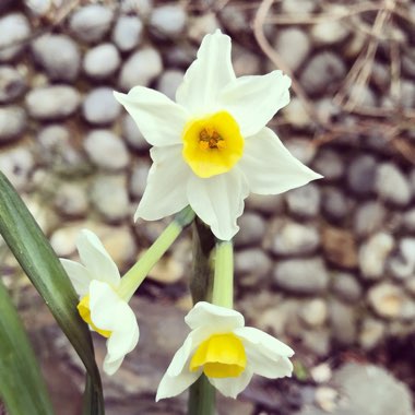 Ellen's garden