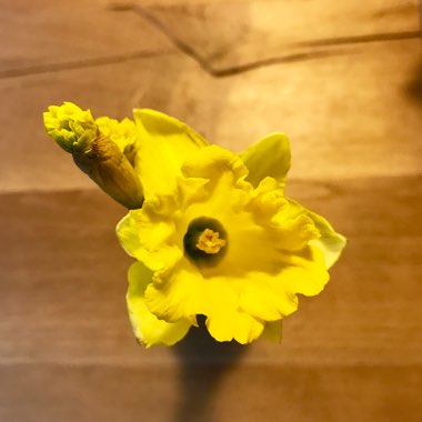 Ellen's garden