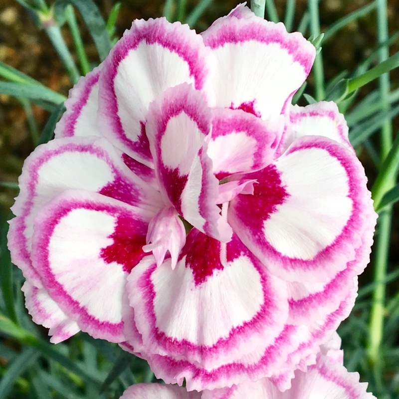 Dianthus plumarius 'Gran's Favourite'