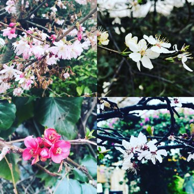 Ellen's garden