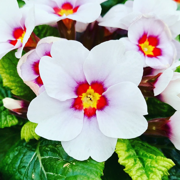 plant image 632884