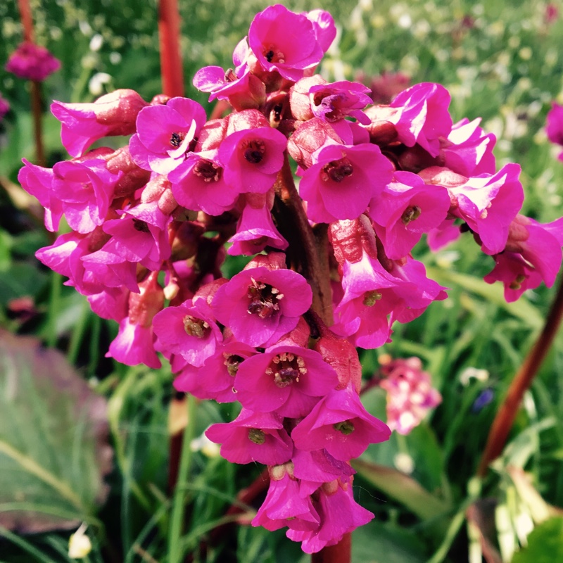 Bergenia cordifolia 'Rosa Schwester'