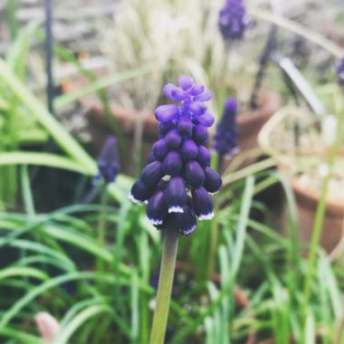Grape Hyacinth 'Joyce Spirit'
