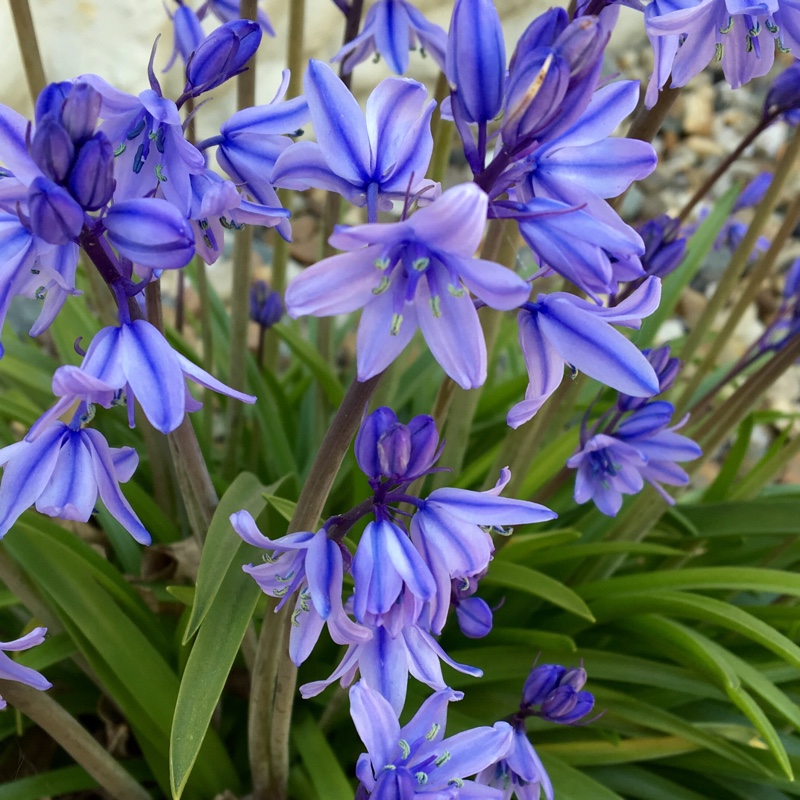 Hyacinthoides hispanica