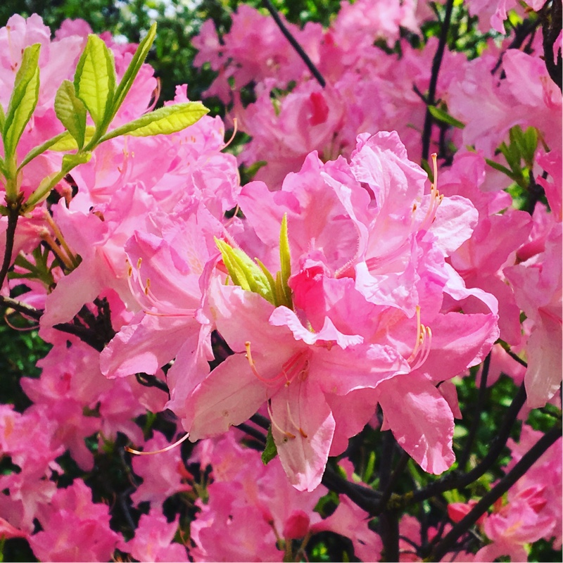 Rhododendron prinophyllum 'Marie Hoffman'