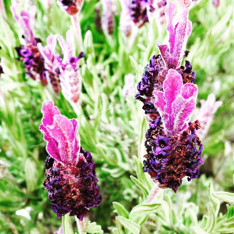 Lavandula pedunculata subsp. pedunculata syn. Lavandula stoechas subsp. pedunculata, Lavandula stoechas 'Papillon'