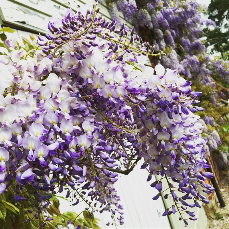 Wisteria floribunda