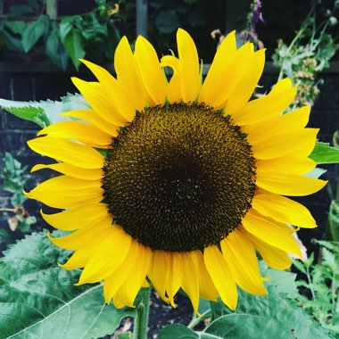 Ellen's garden