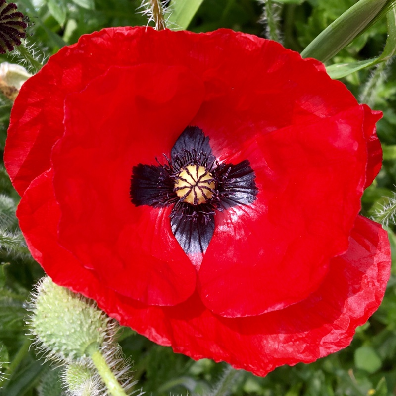 Plant image Papaver