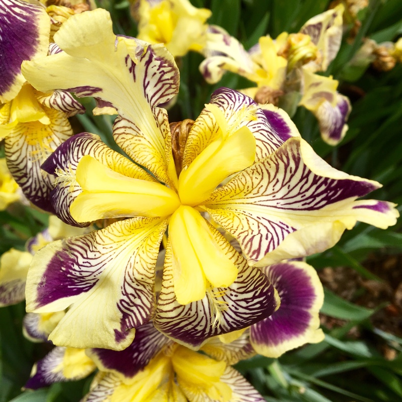 Iris