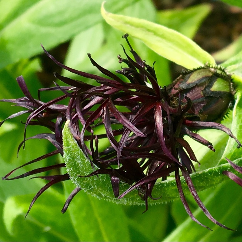 Centaurea montana 'Black Spike'