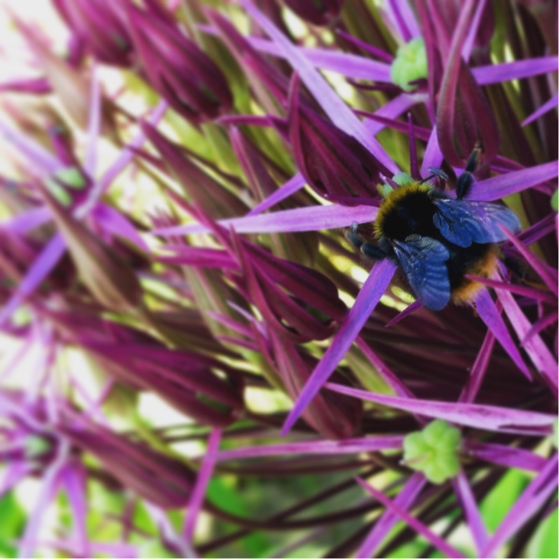 Allium cristophii
