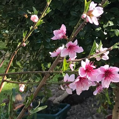 Nectarine 'Goldmine'