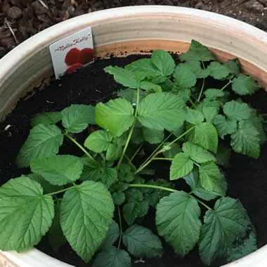 Ellen's garden