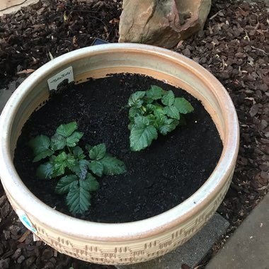 Ellen's garden