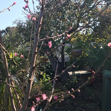 Ellen's garden