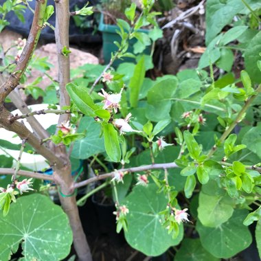 Ellen's garden