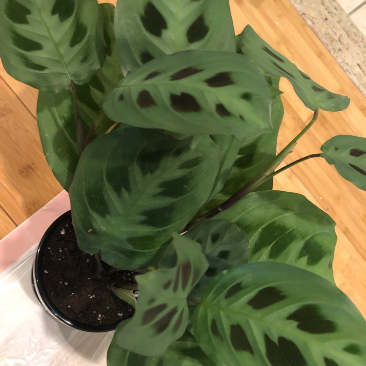 Plant image Maranta leuconeura 'Kerchoveana'