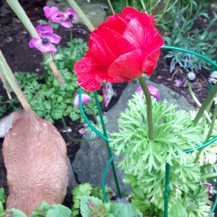 Anemone De Caen 'Mr Fokker'