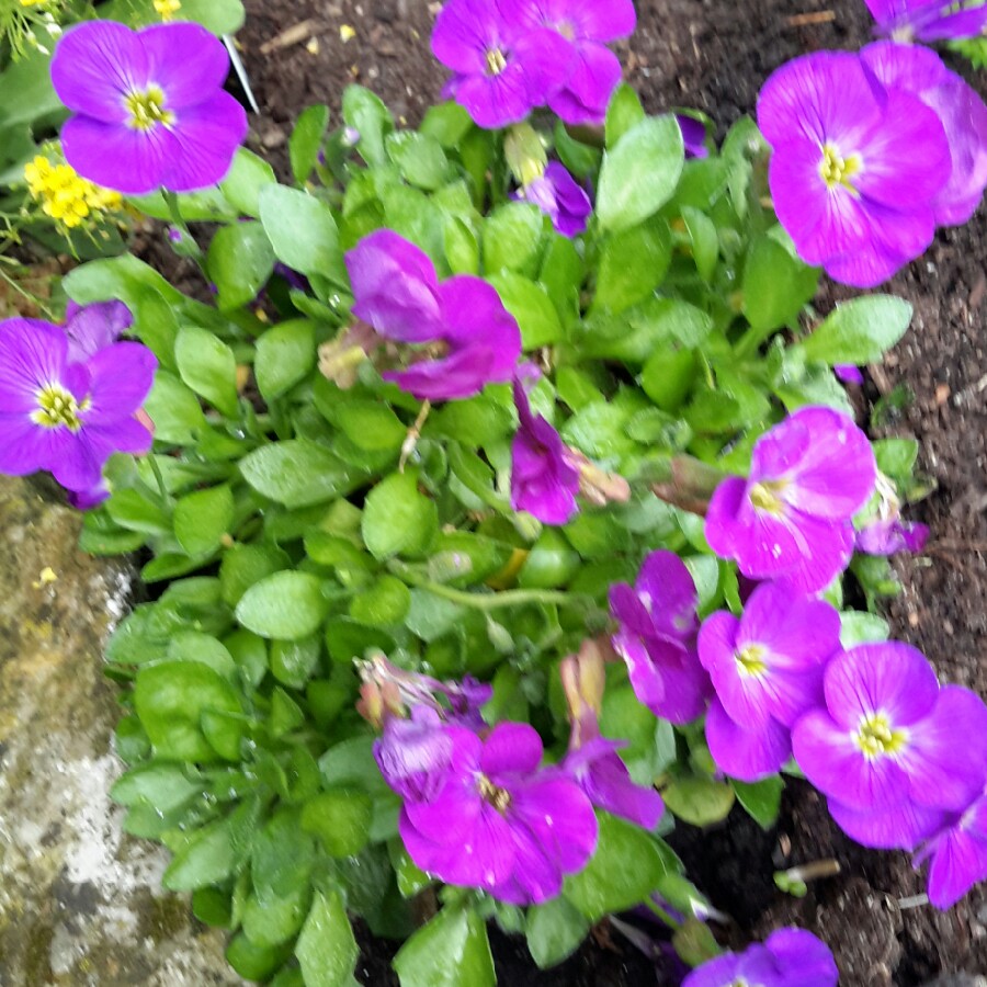Rock Cress 'Kitte Blue'