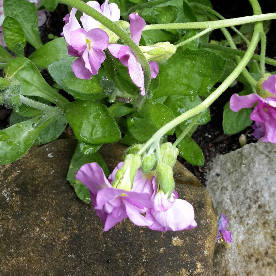 Rock Cress 'Double Pink'