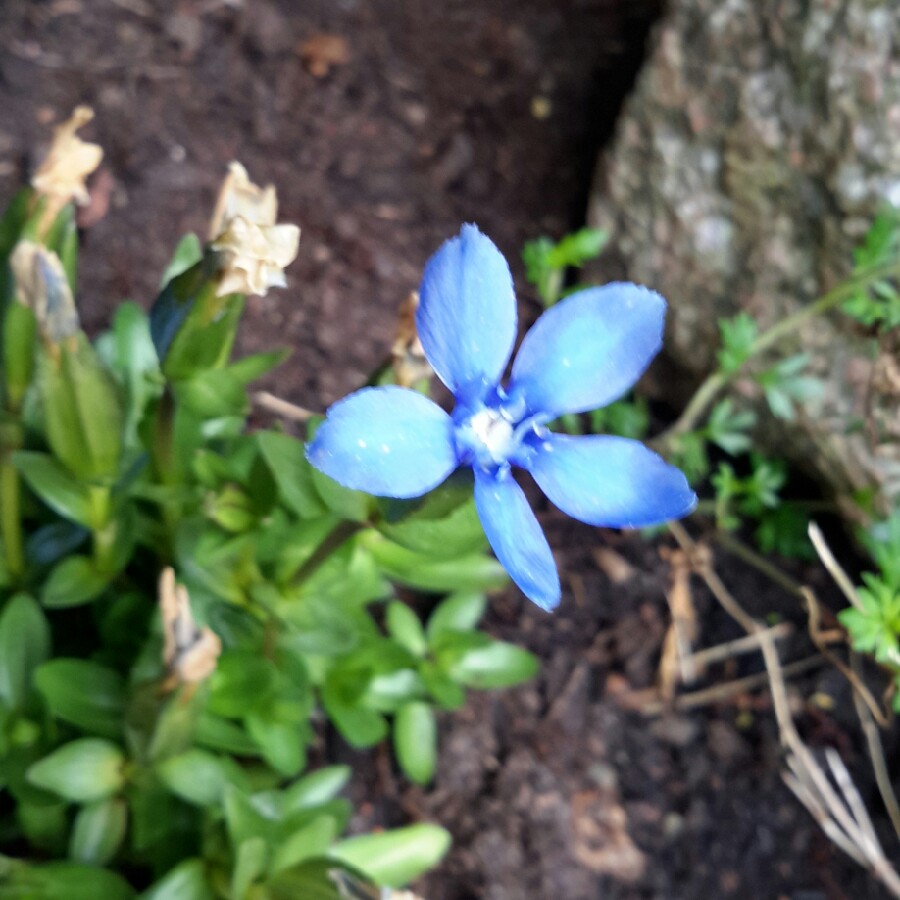 Spring Gentian
