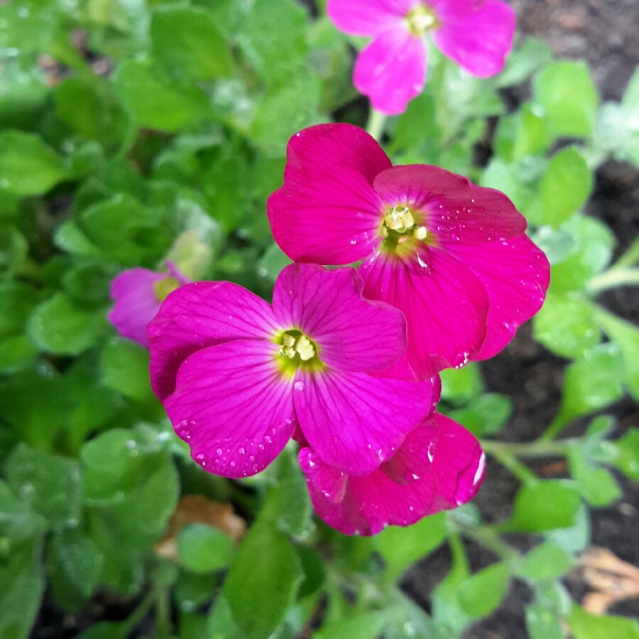 Rock Cress 'Swan Red'