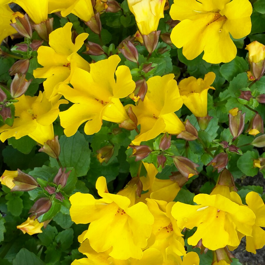 Muskflower