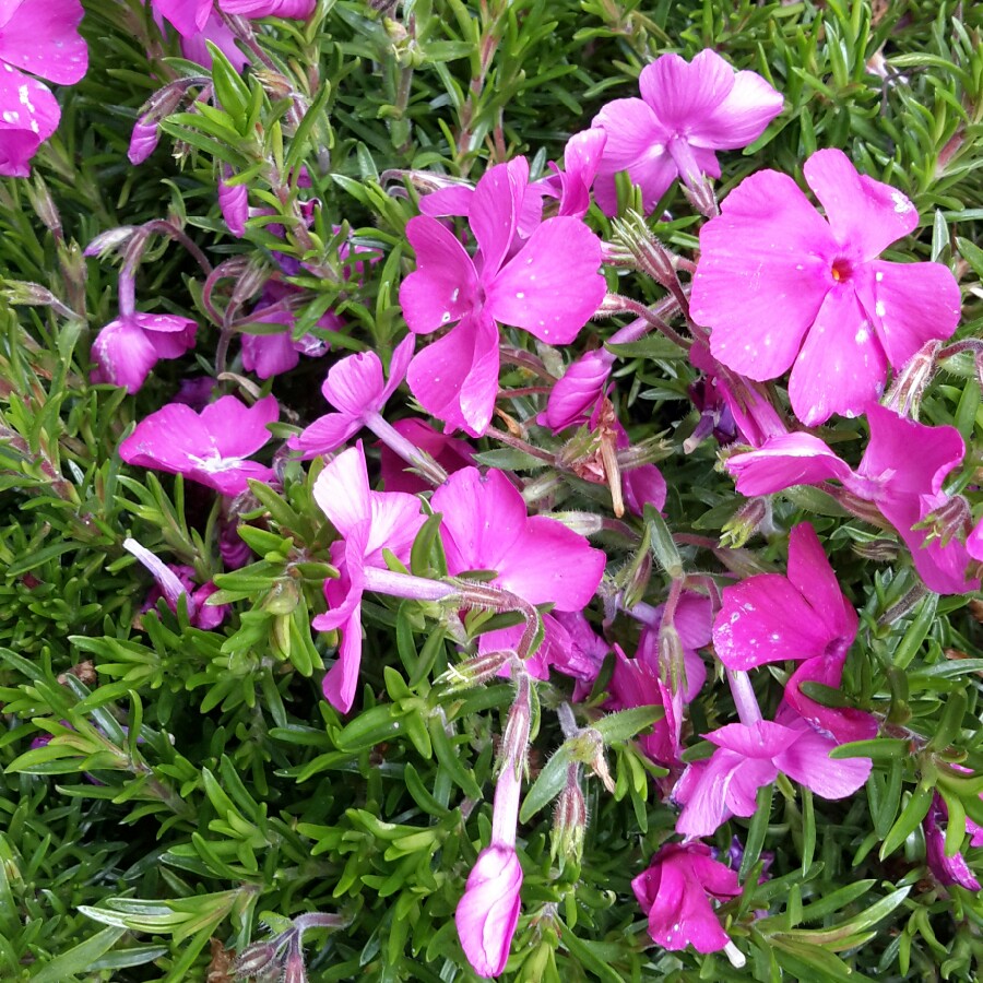 Moss Phlox 'Emerald Cushion'