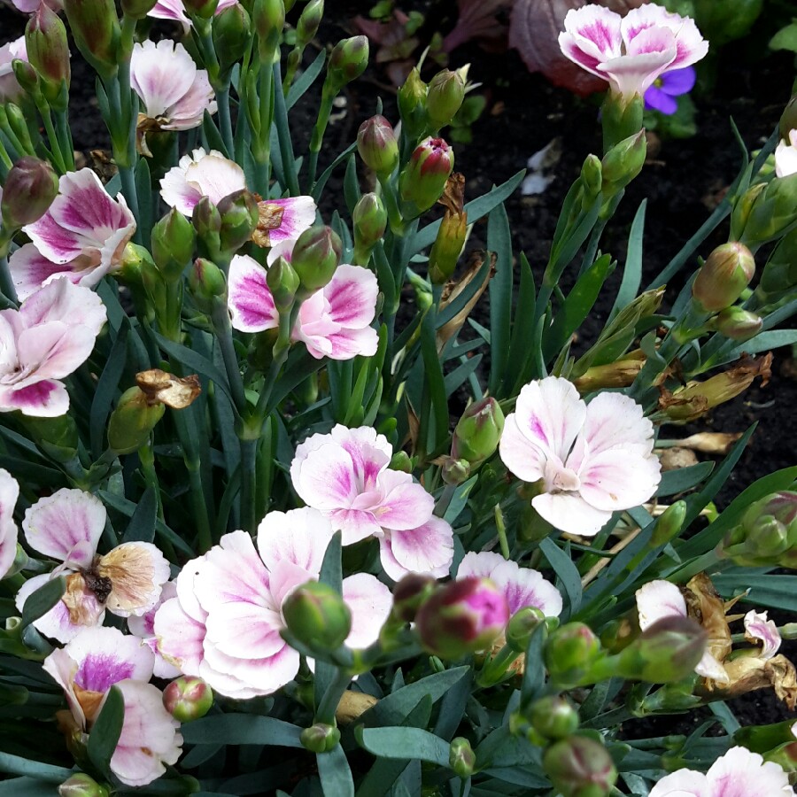 Carnation 'Raspberry Ripple'
