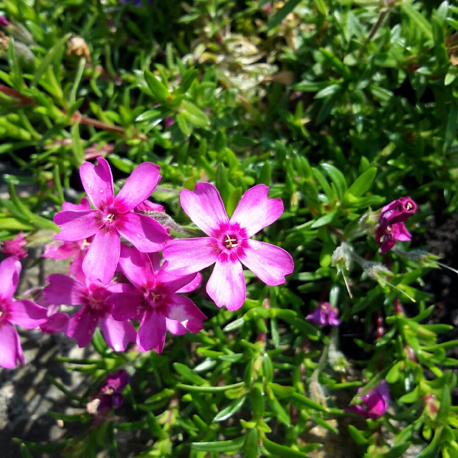 Mountain Phlox