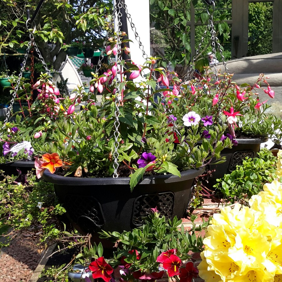 Elizabeth's garden