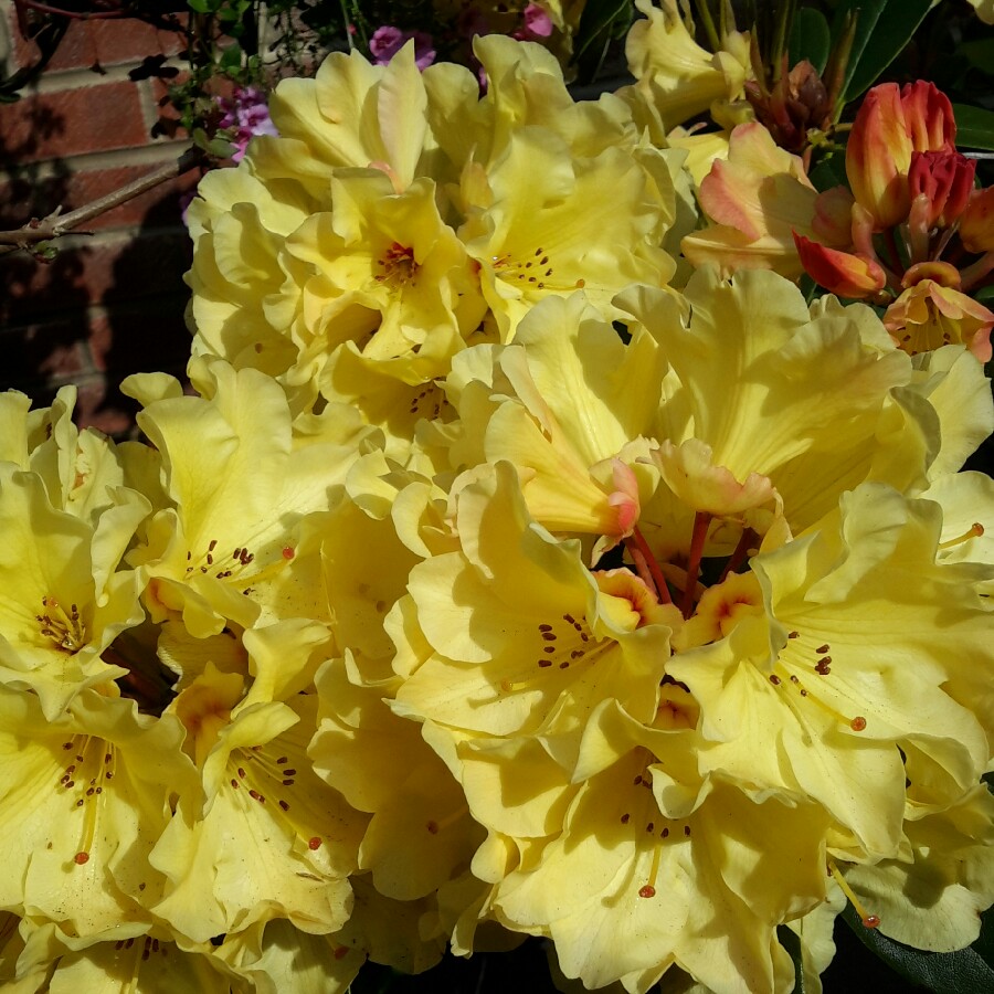Rhododendron 'Saffrano'