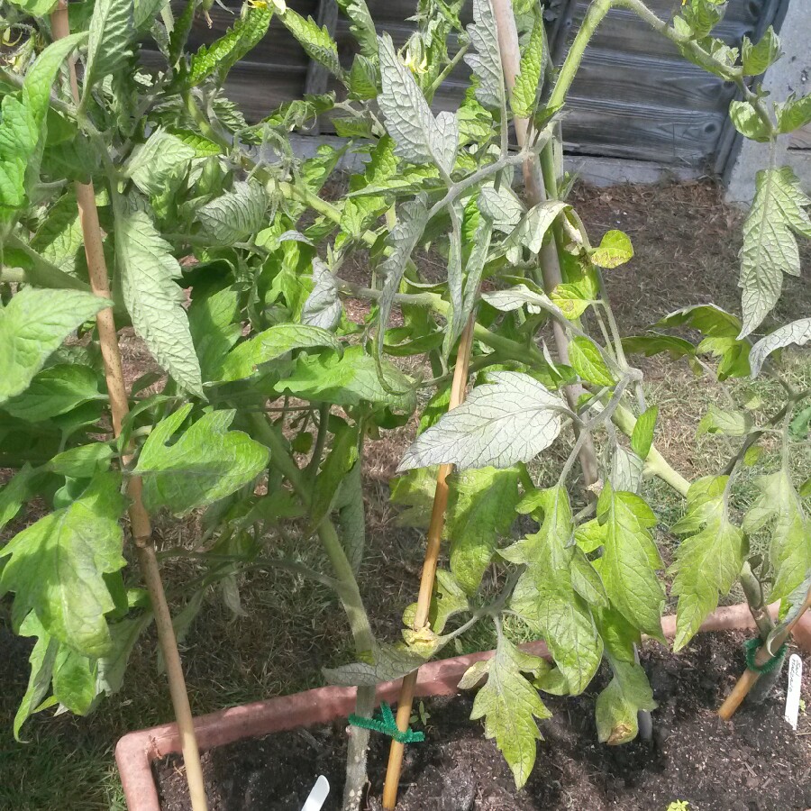 Tomato 'San Marzano 2'