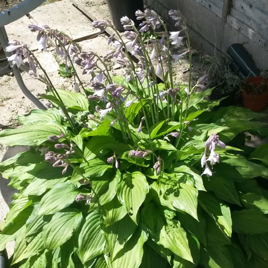 Plantain Lily