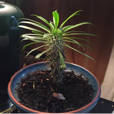 Pachypodium lamerei