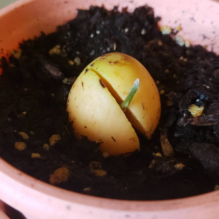 plant image 1051043