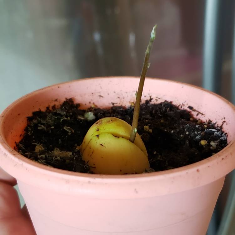 plant image 1061722