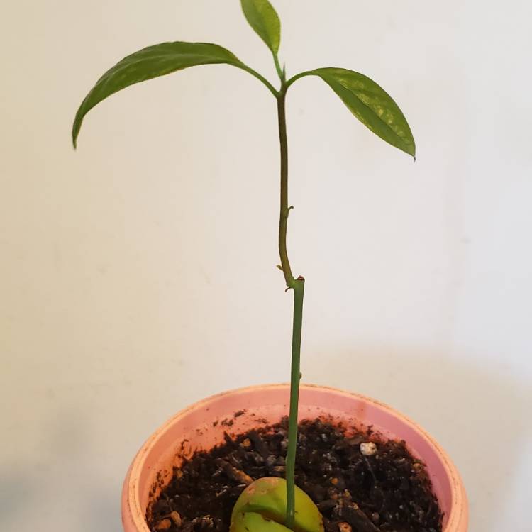 plant image 1120190