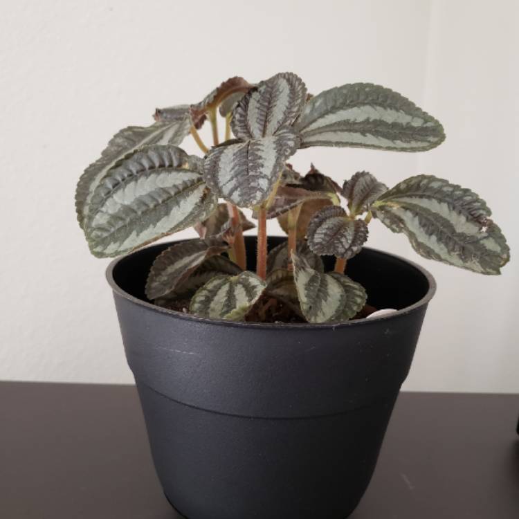 plant image 836491