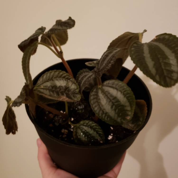 Plant image Pilea involucrata 'Norfolk'