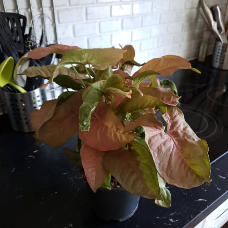 Plant image Syngonium podophyllum 'Red Heart'