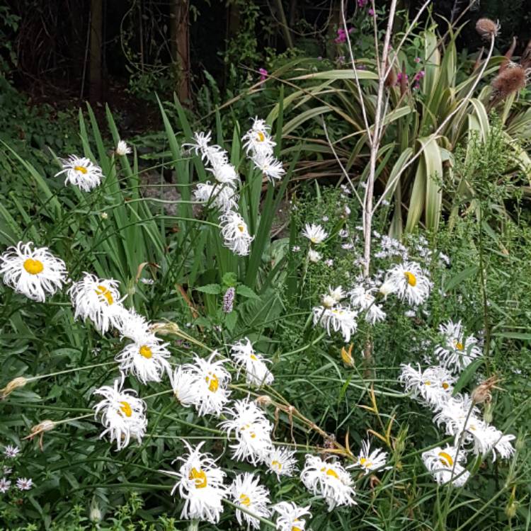 Plant image Aster novi-belgii 'Snow Cushion'