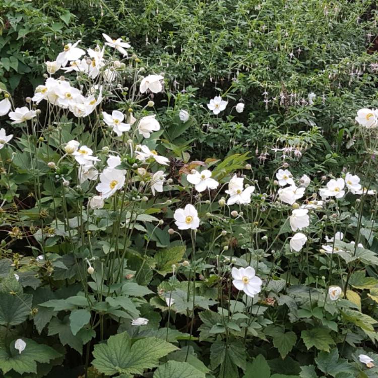 plant image 527709