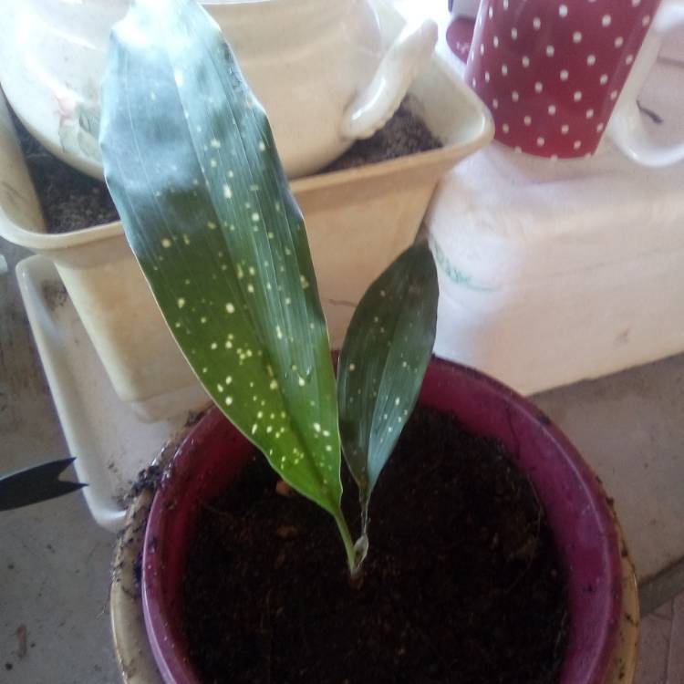 plant image 1183861