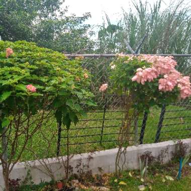 Mussaenda