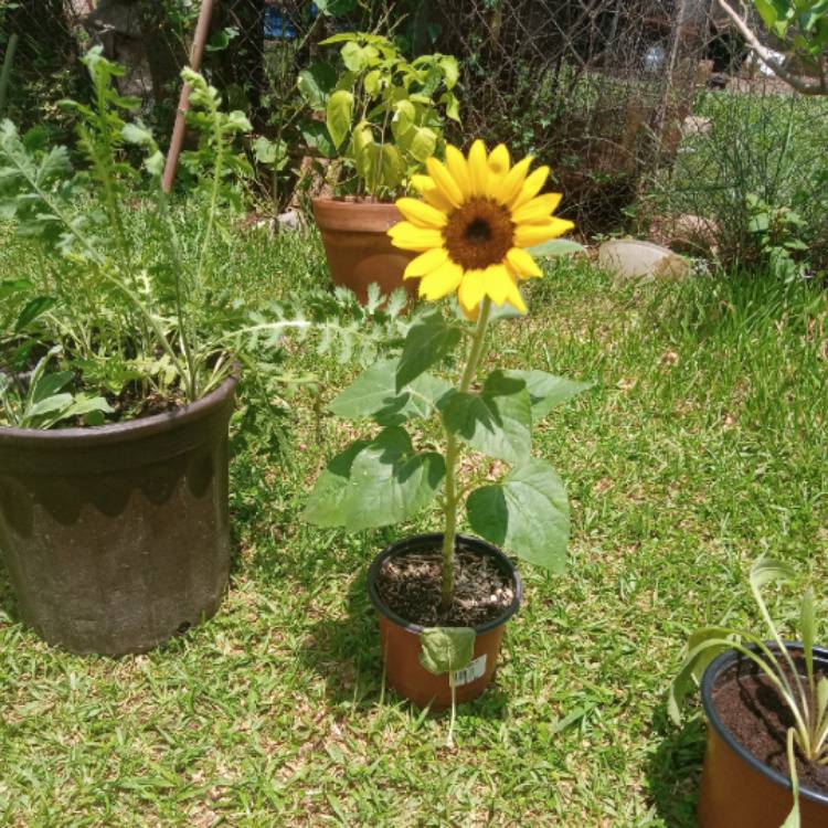 Plant image Helianthus annuus 'Gelber Riese'