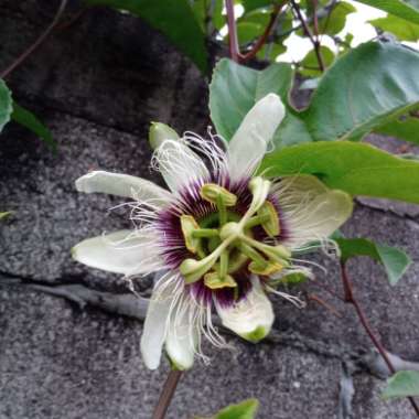 Passiflora edulis