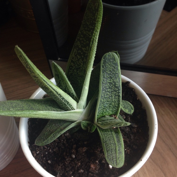 Plant image Gasteria pillansii var. pillansii (Mini)